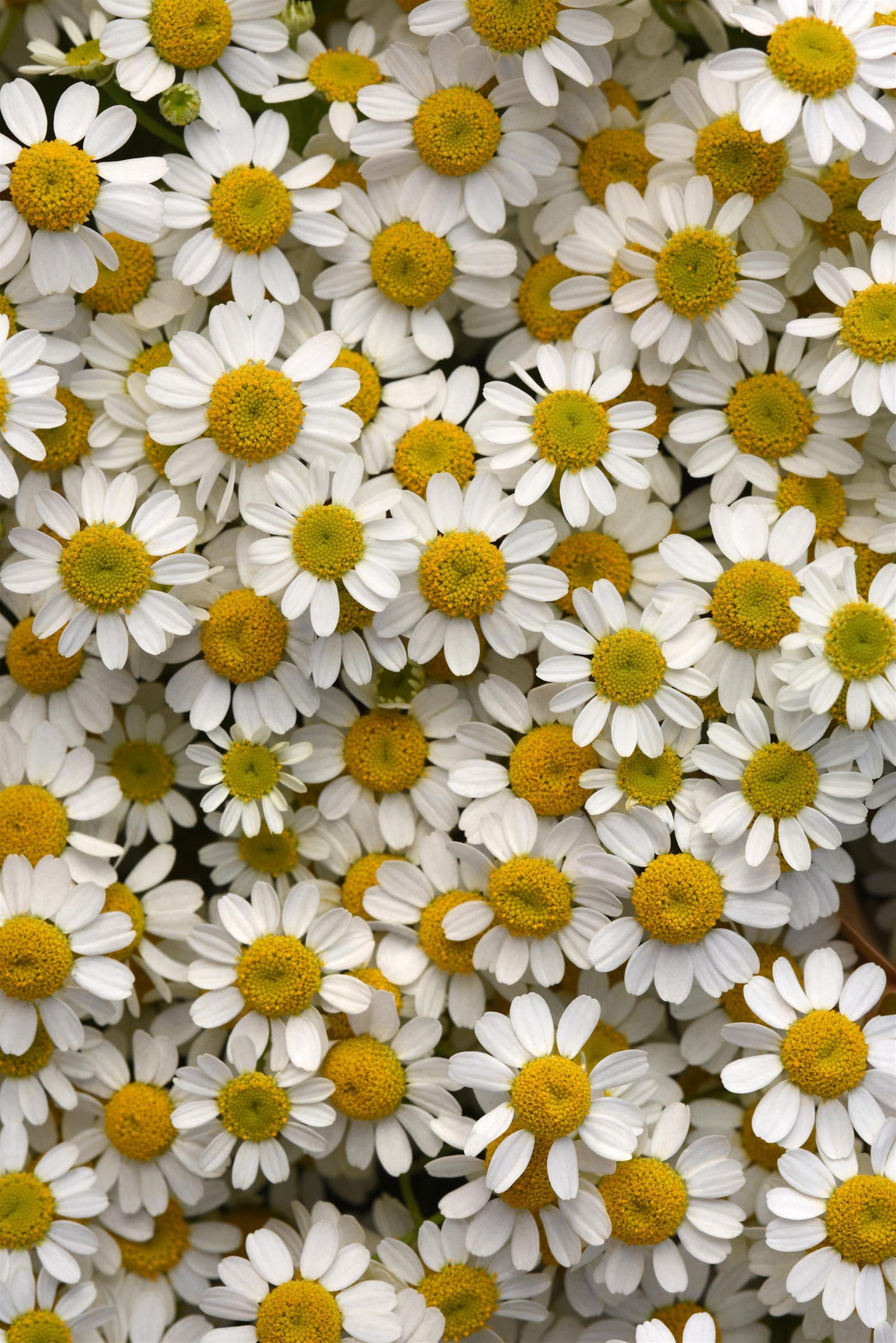 Feverfew 'Vegmo Single'