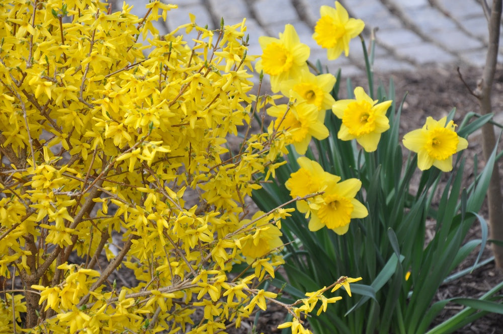 Forsythia intermedia 'Magical Gold' (Kolgold)
