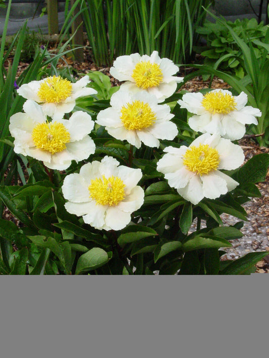 Peony Bare Root - 'Claire de Lune'