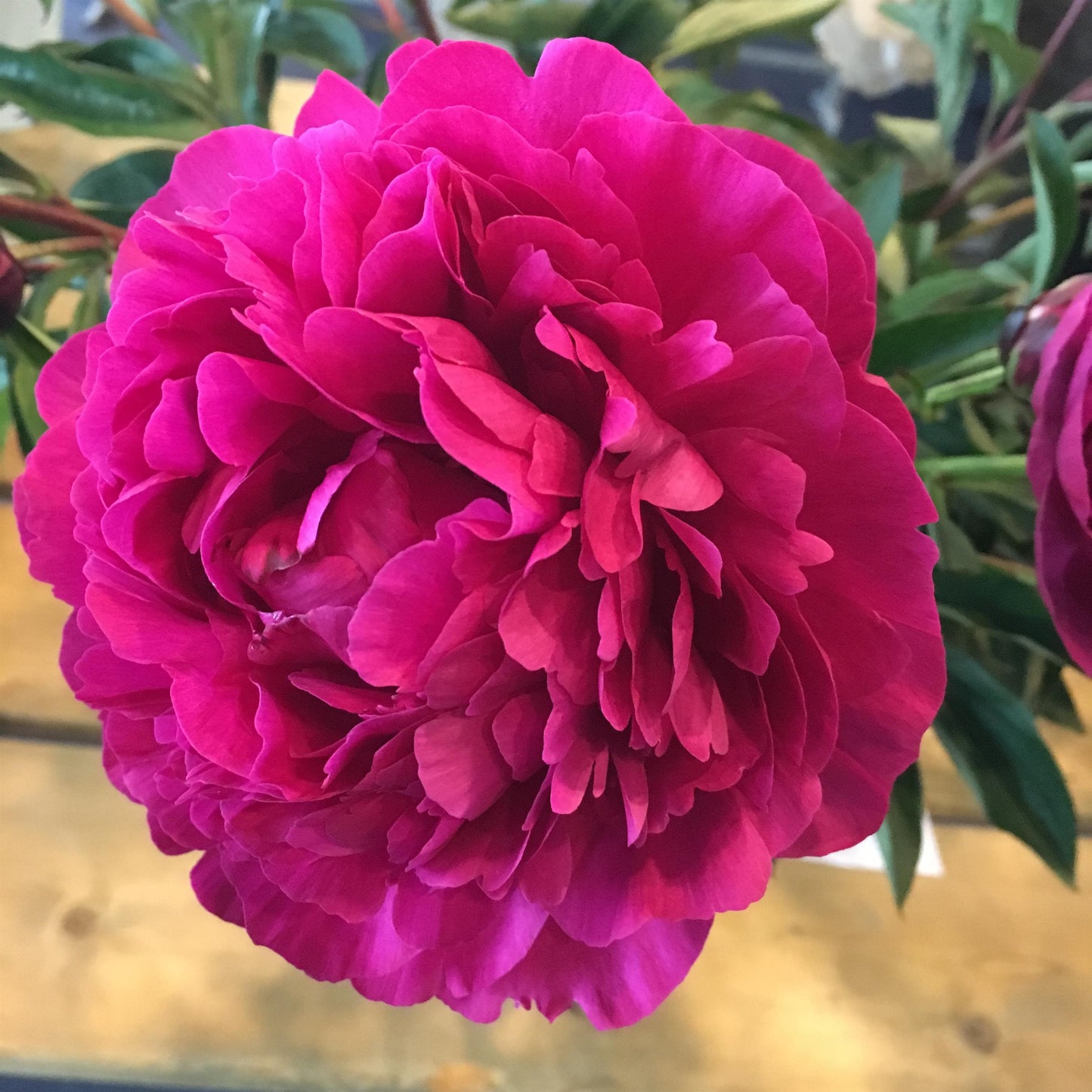 Peony Bare Root - 'Kansas'