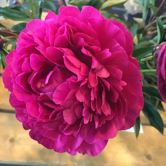 Peony Bare Root - 'Kansas'