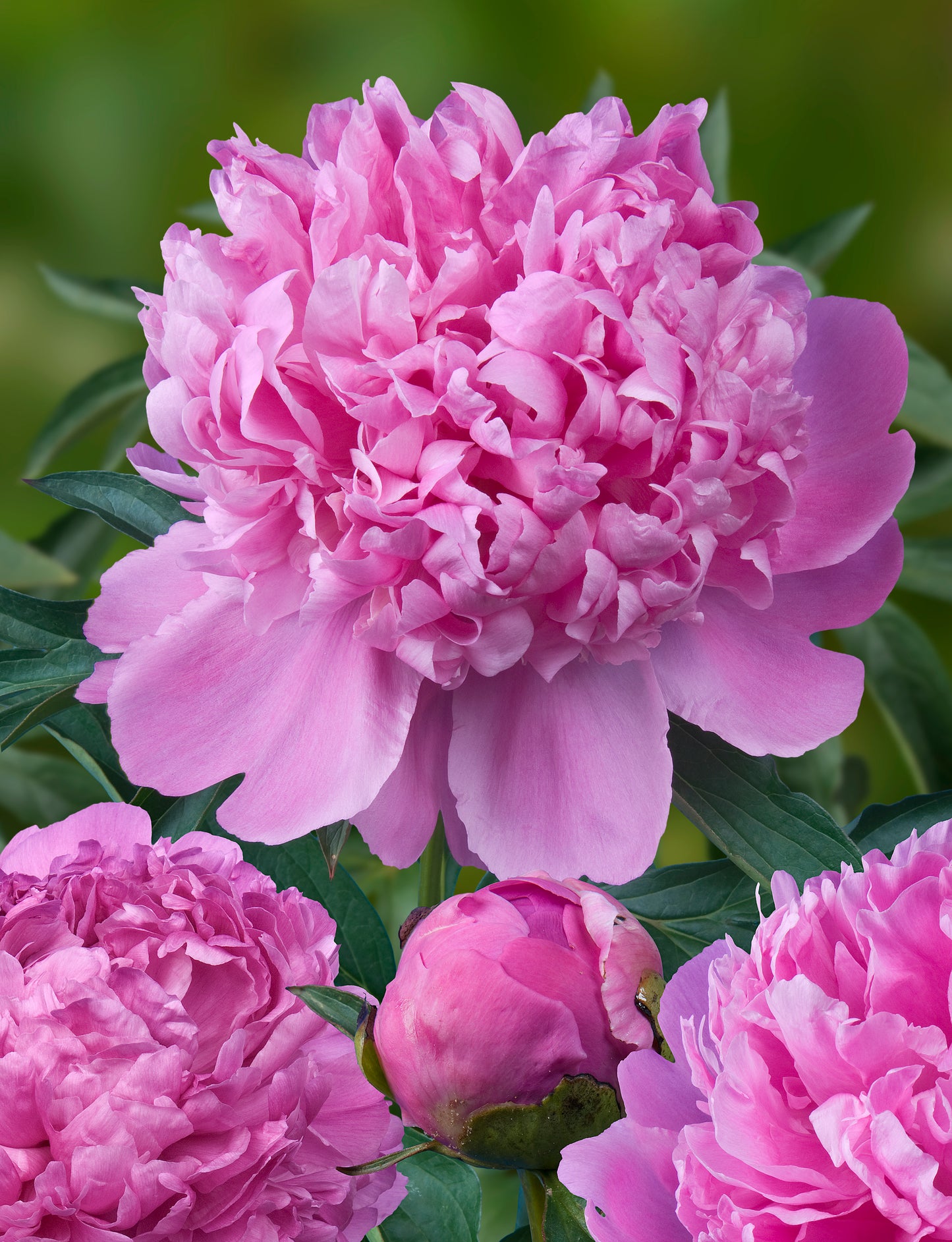 Peony Bare Root - 'Monsieur Jules Elie'