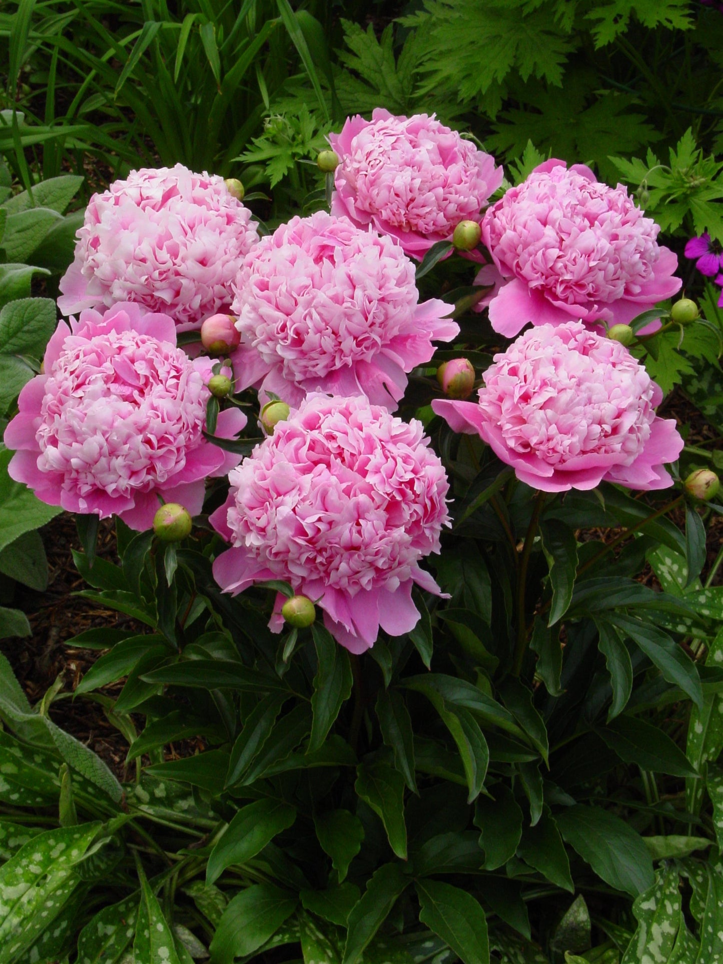 Peony Bare Root - 'Monsieur Jules Elie'