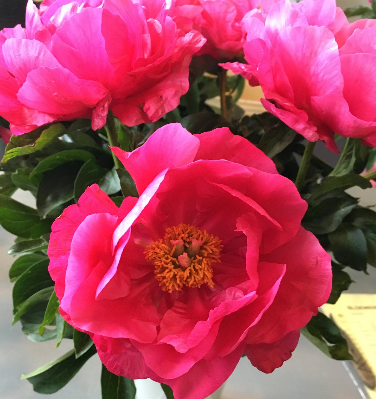 Peony - Paula Fay - 1 Bare Root