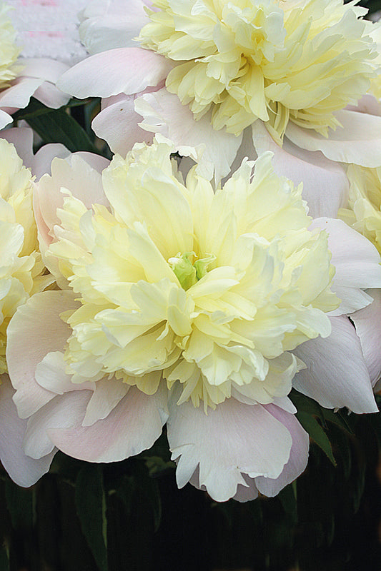 Peony Bare Root - 'Primevere'