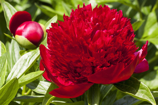 Peony Bare Root - 'Red Charm'