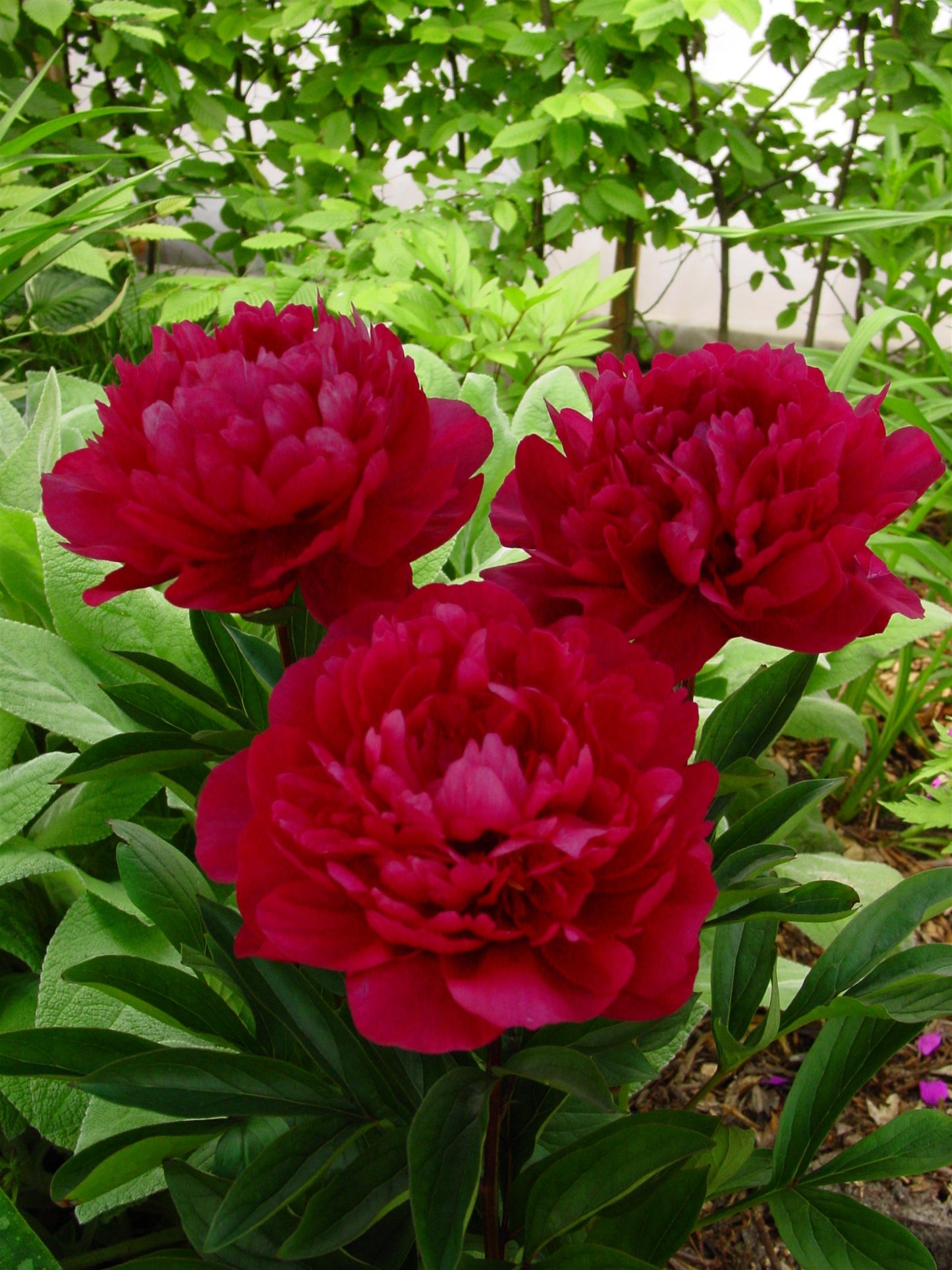 Peony Bare Root - 'Red Magic'