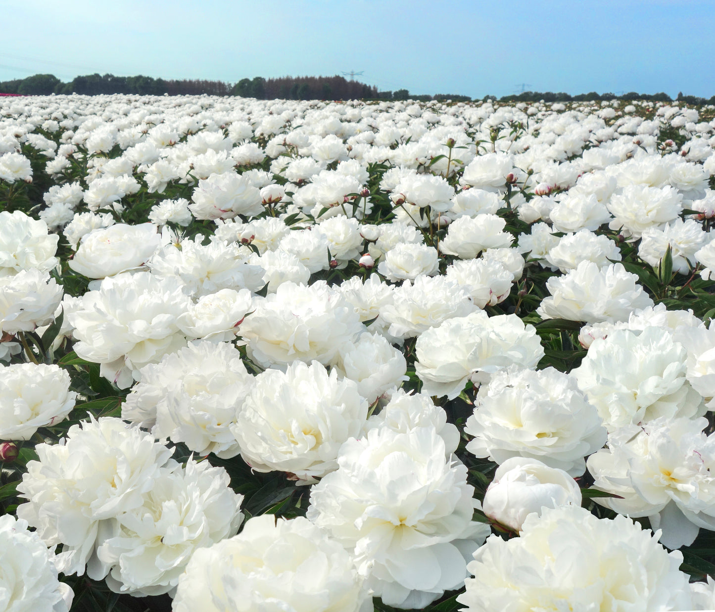 Peony Bare Root - 'Shirley Temple'