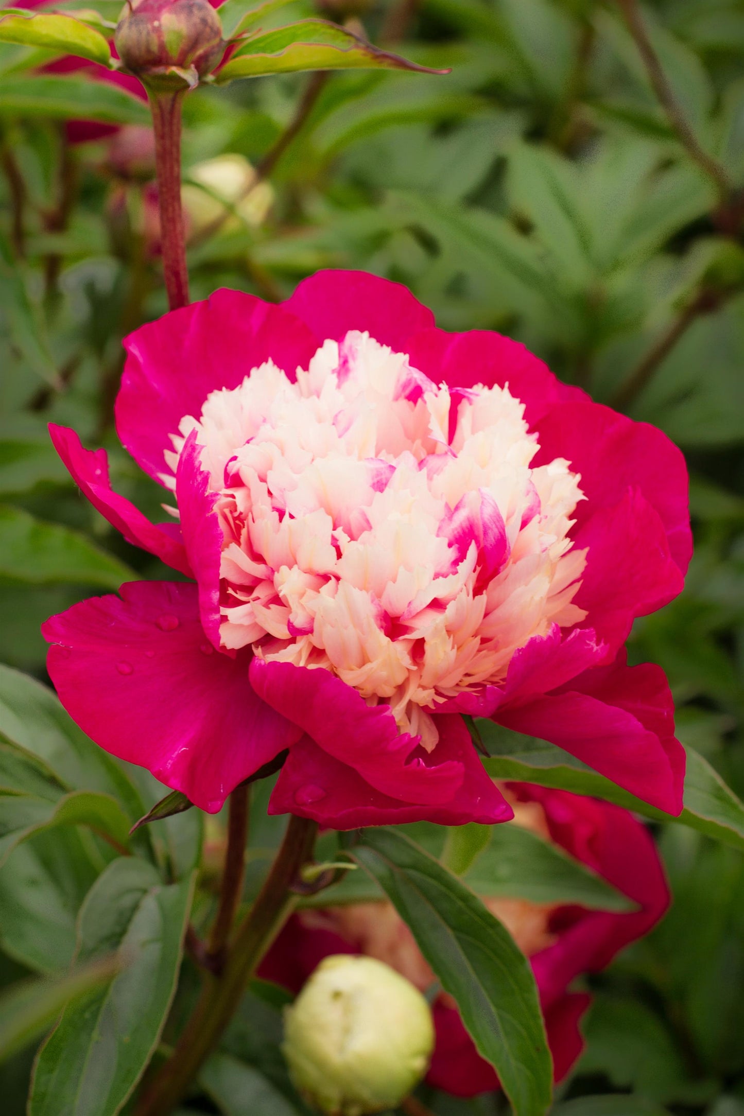 Peony Bare Root - 'White Cap'