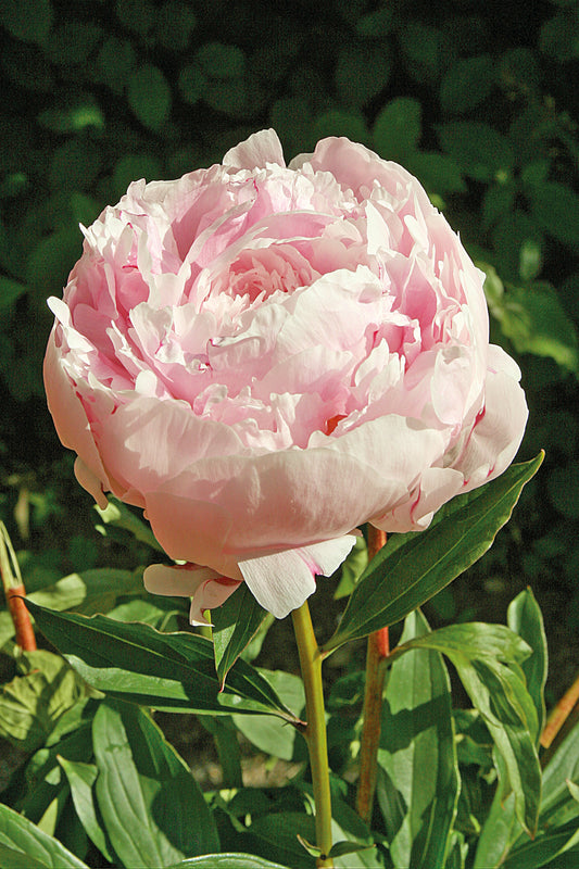 Peony Bare Root - 'Lady Alexandra Duff'