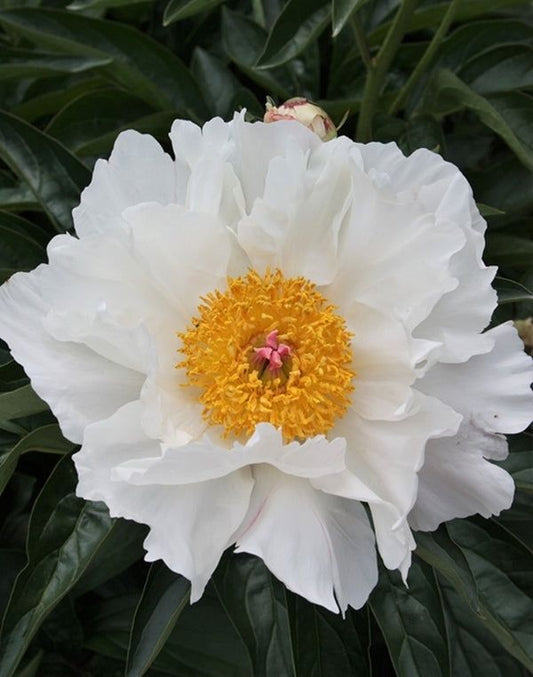 Peony - Krinkled White- 1 Bare Root