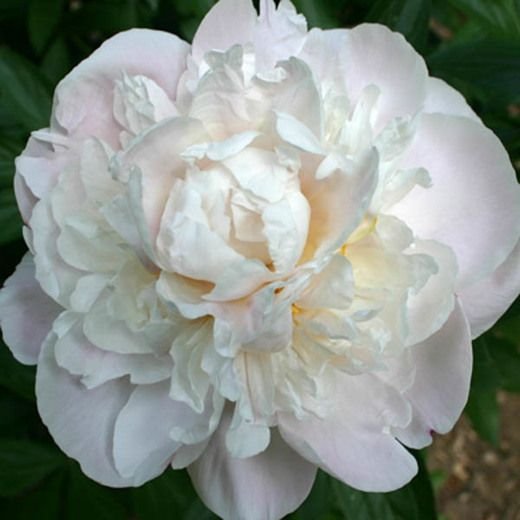 Peony - Gardenia- 1 Bare Root