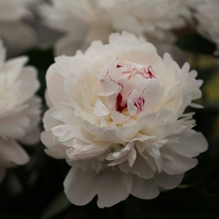 Peony - Festiva Maxima- 1 Bare Root