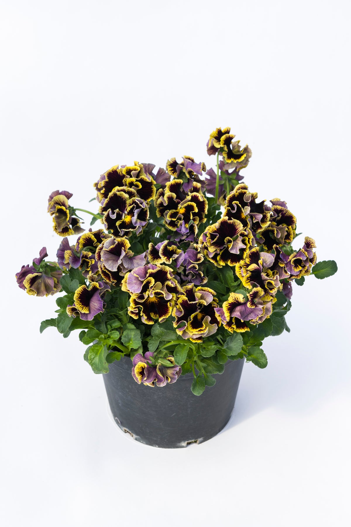 Viola 'Ruffles Dark Heart'