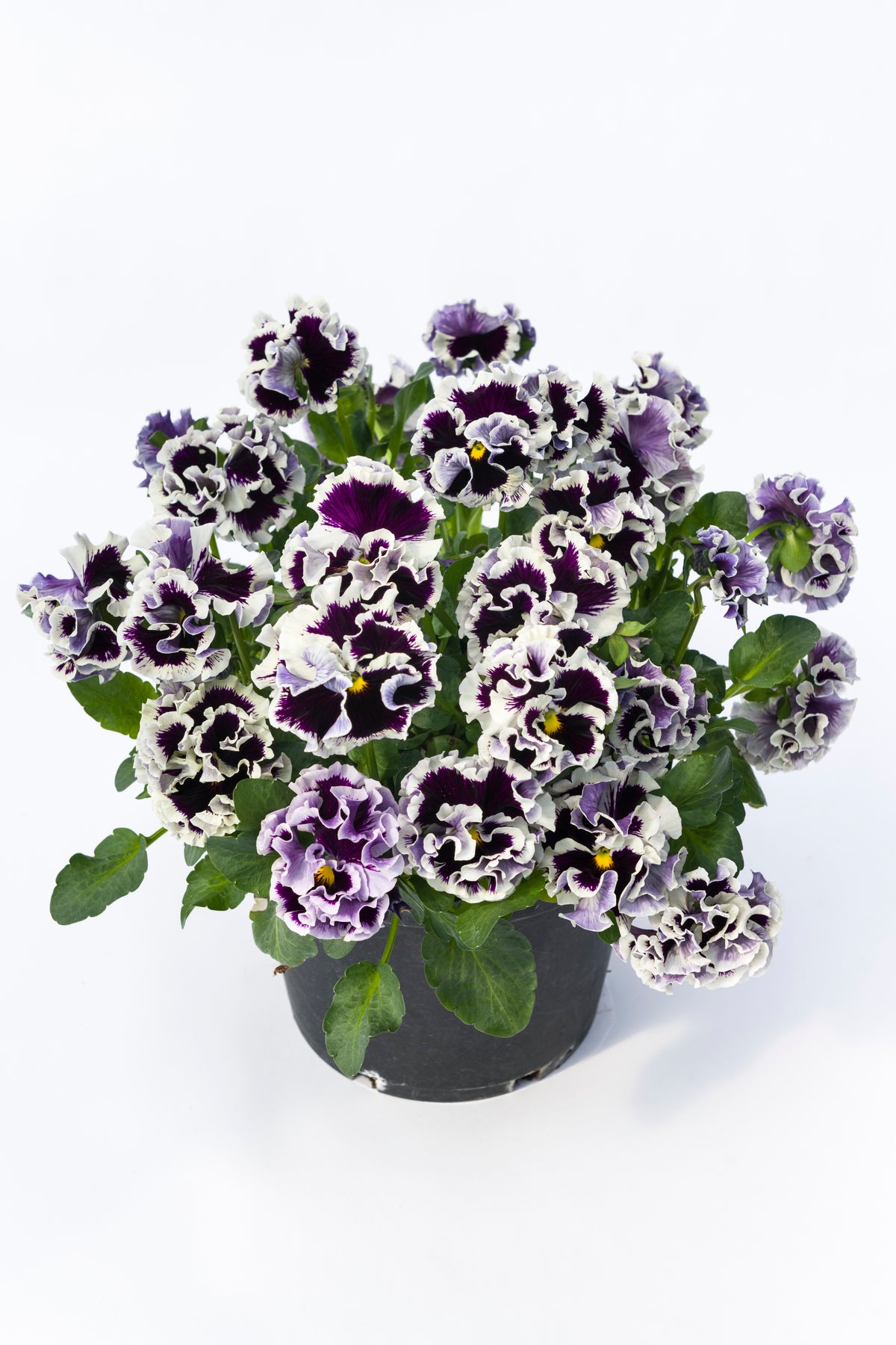 Viola 'Ruffles Purple White Rim'