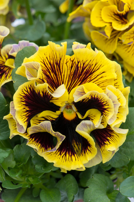 Viola 'Ruffles Yellow'