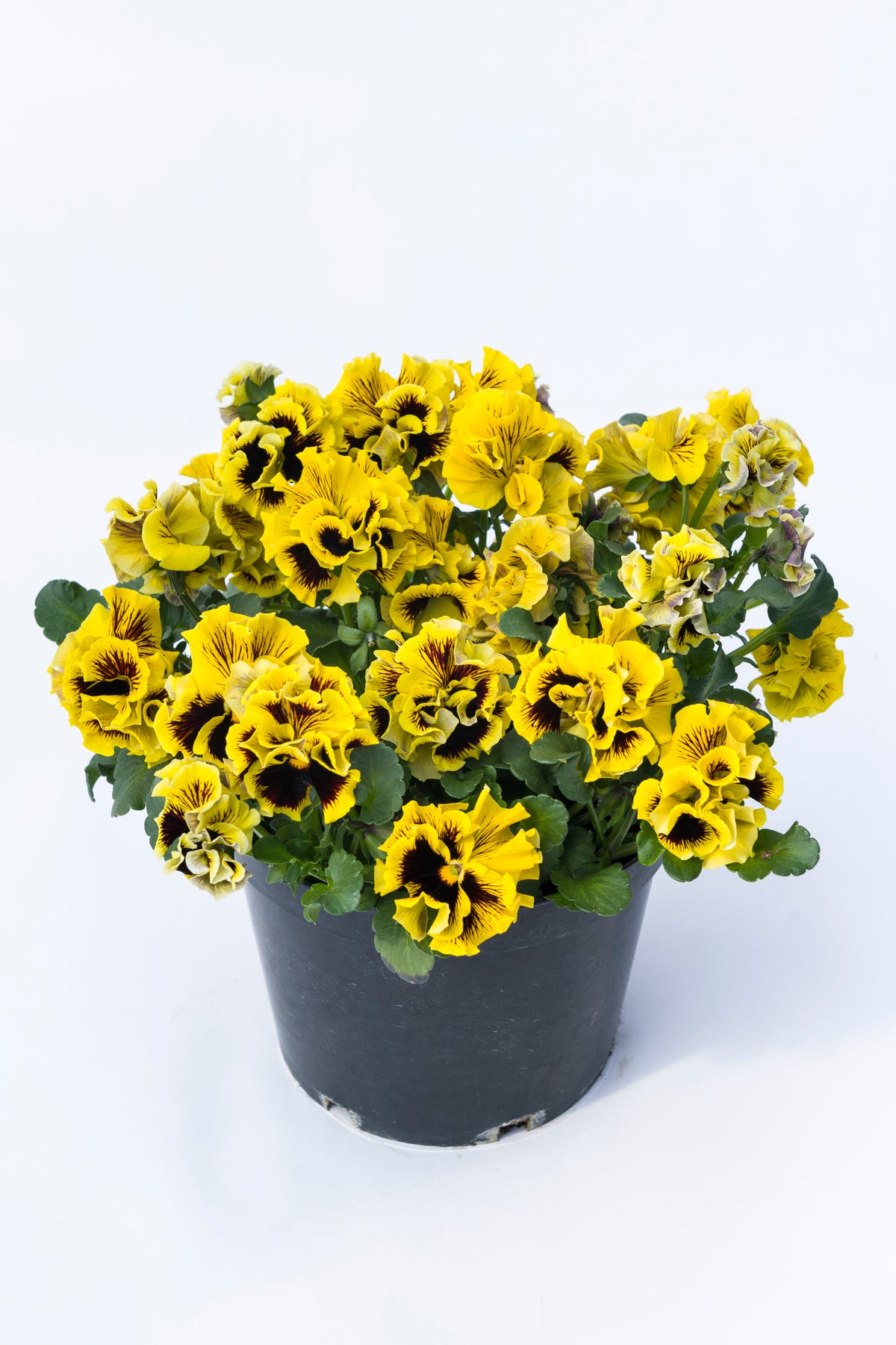 Viola 'Ruffles Yellow'