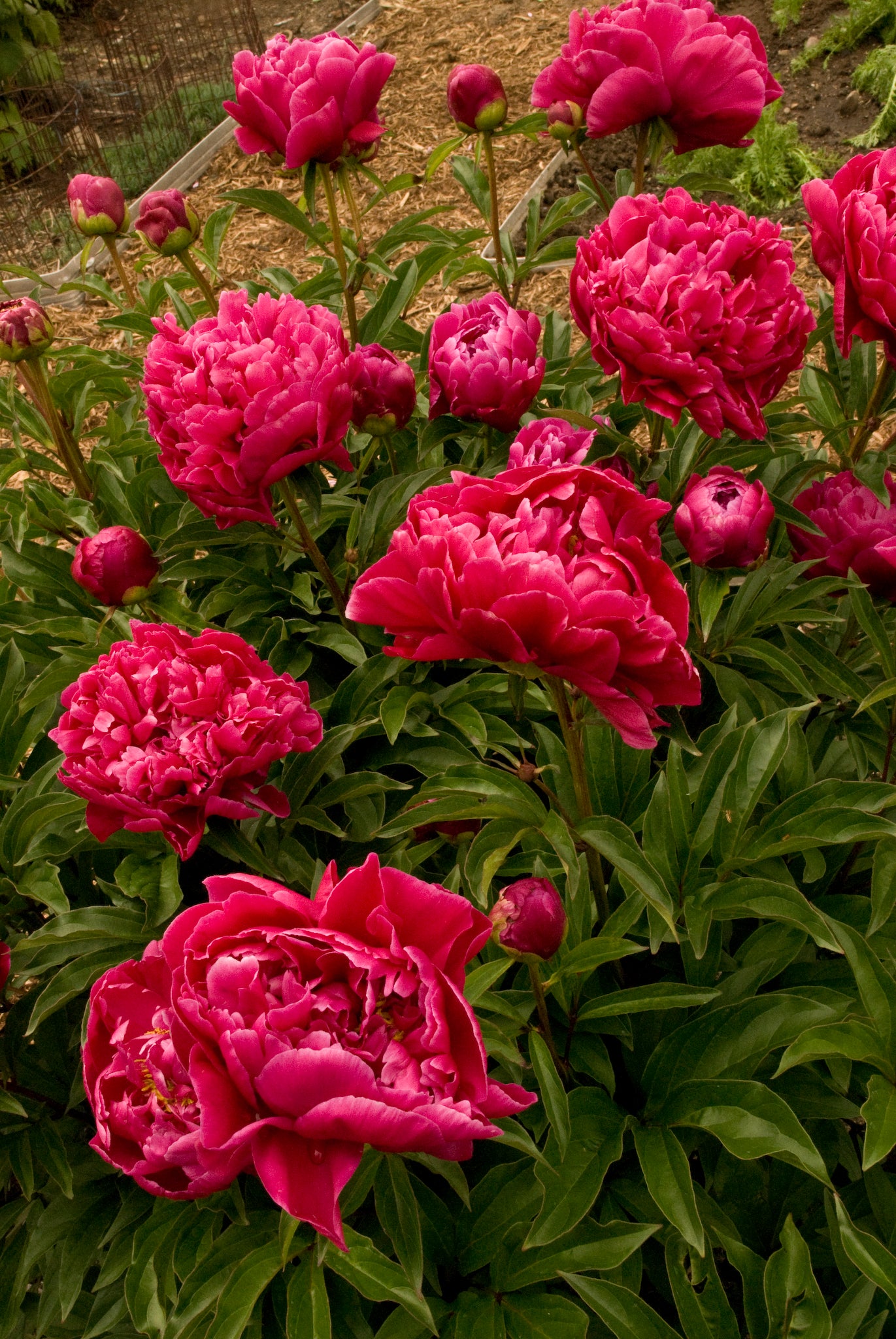 Peony Bare Root - 'Karl Rosenfield'
