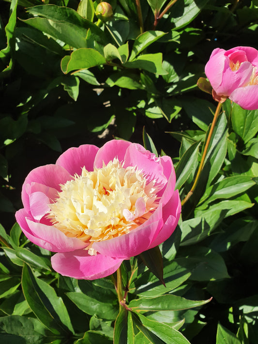 Peony Bare Root - 'Bowl of Beauty'