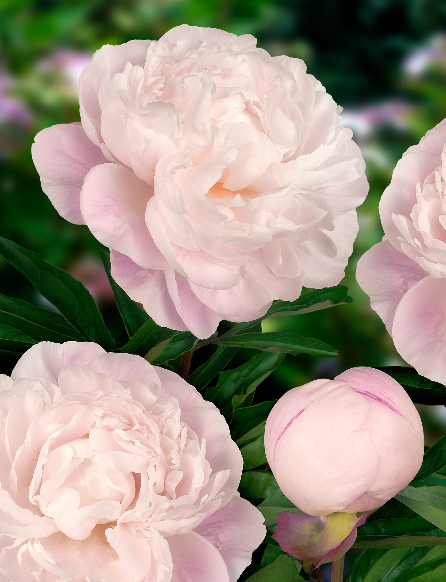 Peony Bare Root - 'Gardenia'