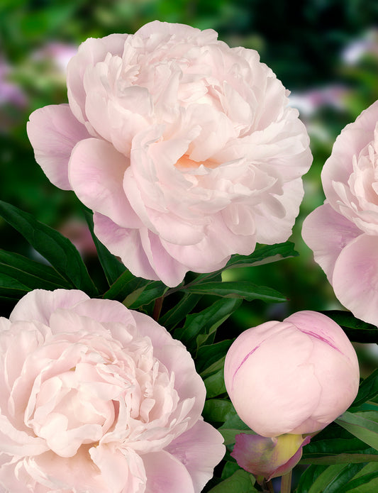Peony Bare Root - 'Gardenia'