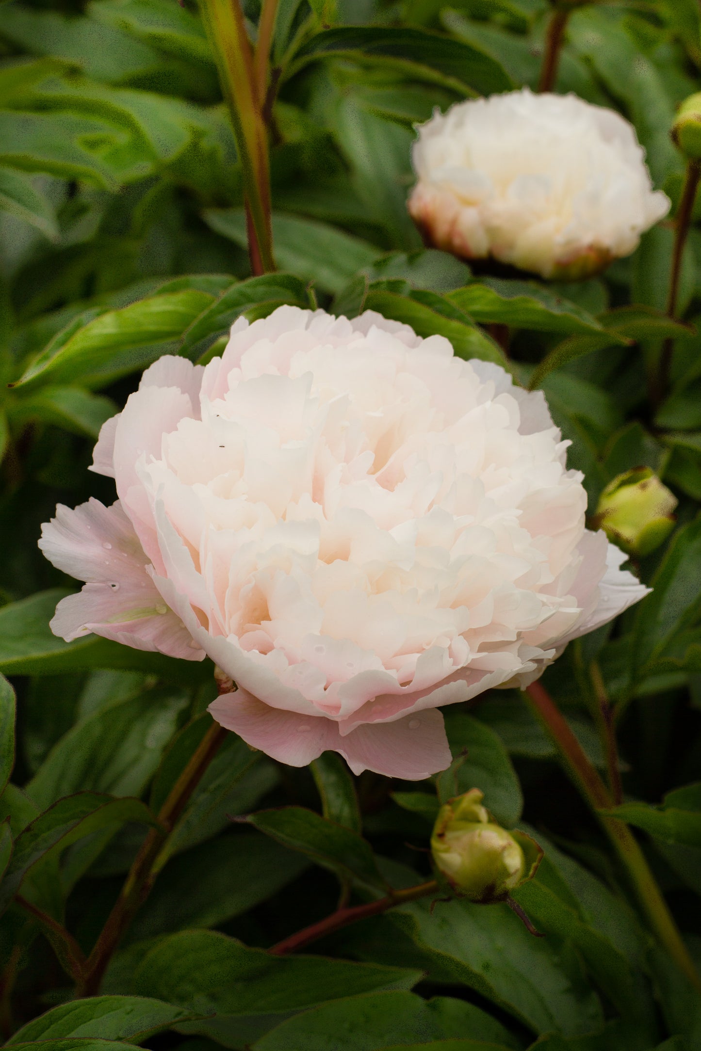 Peony Bare Root - 'Moonstone'