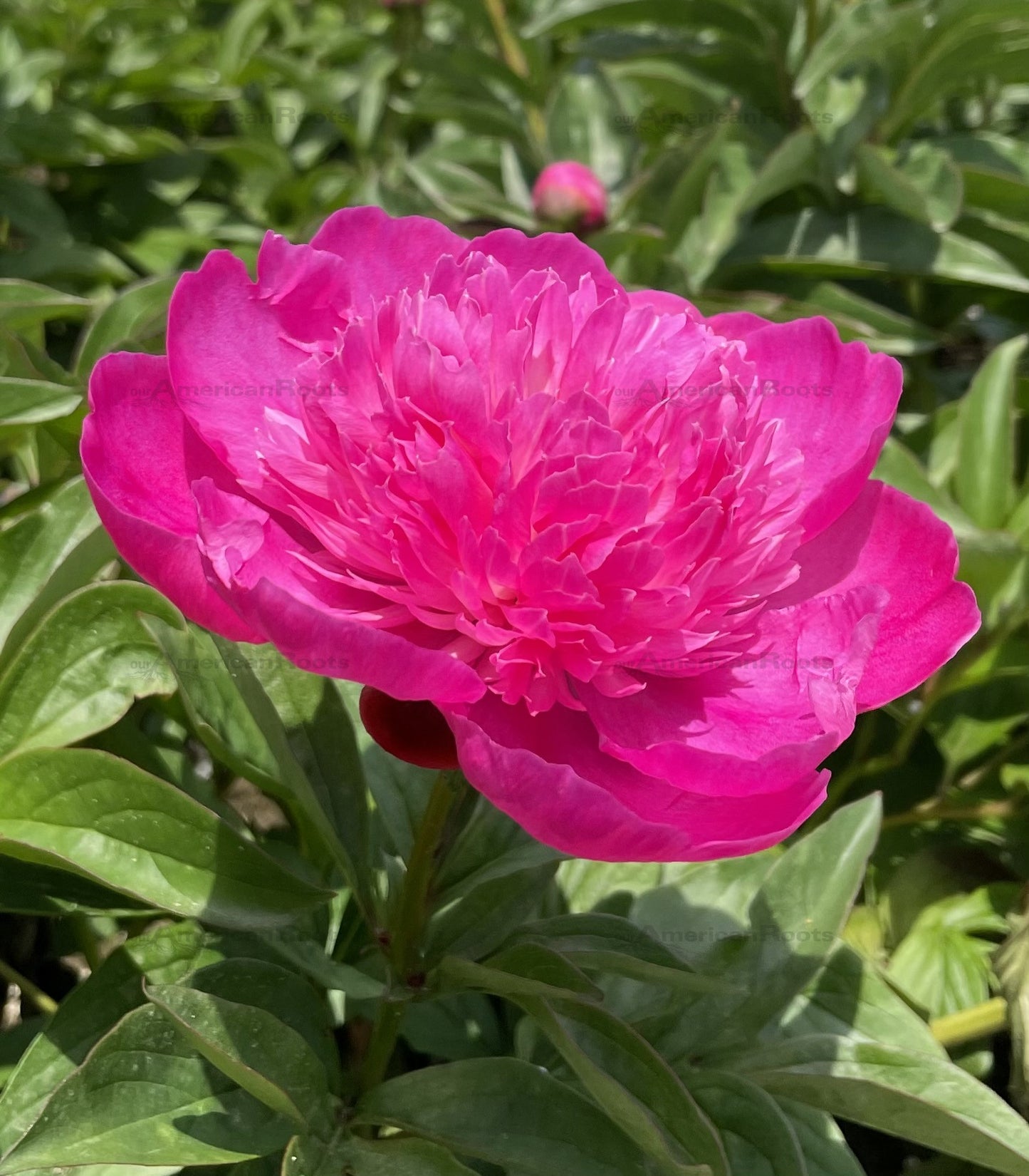 Peony Bare Root - 'Barbara'