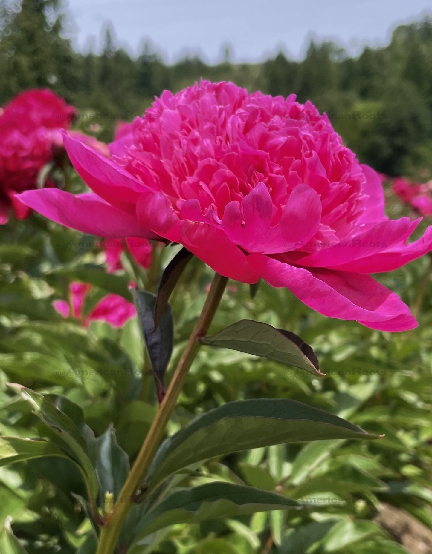 Peony Bare Root - 'Barbara'