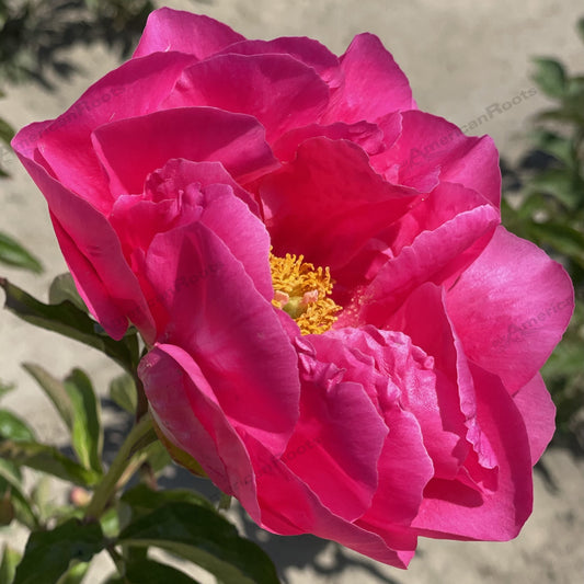 Peony Bare Root - 'Paula Fay'