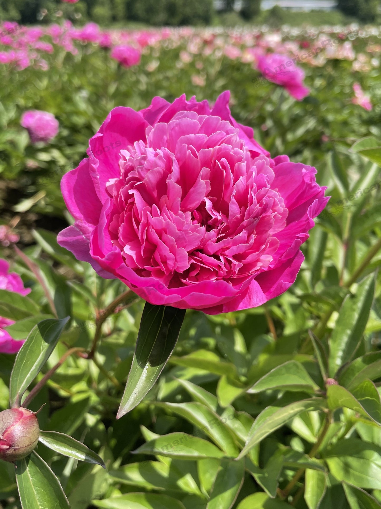Peony Bare Root - 'Pink Pompadour'