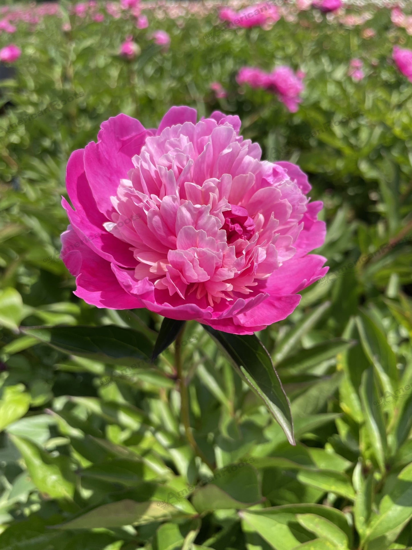 Peony Bare Root - 'Pink Pompadour'