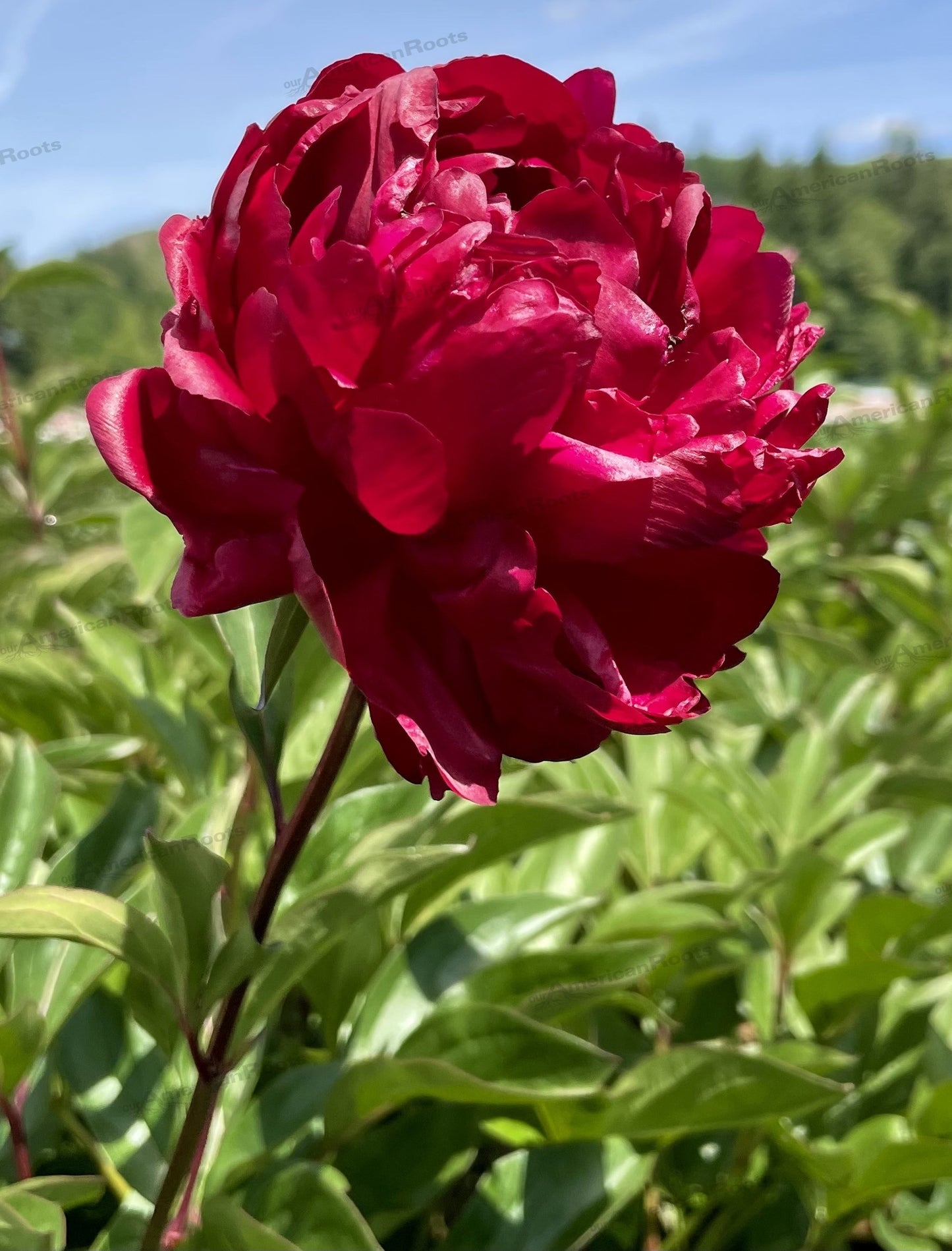 Peony Bare Root - 'Red Magic'