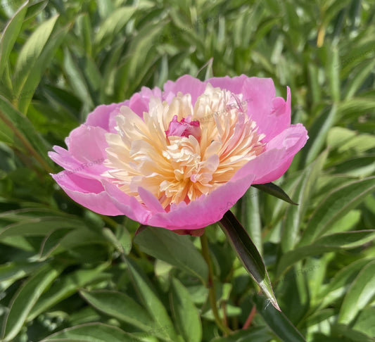Peony Bare Root - 'Sorbet'