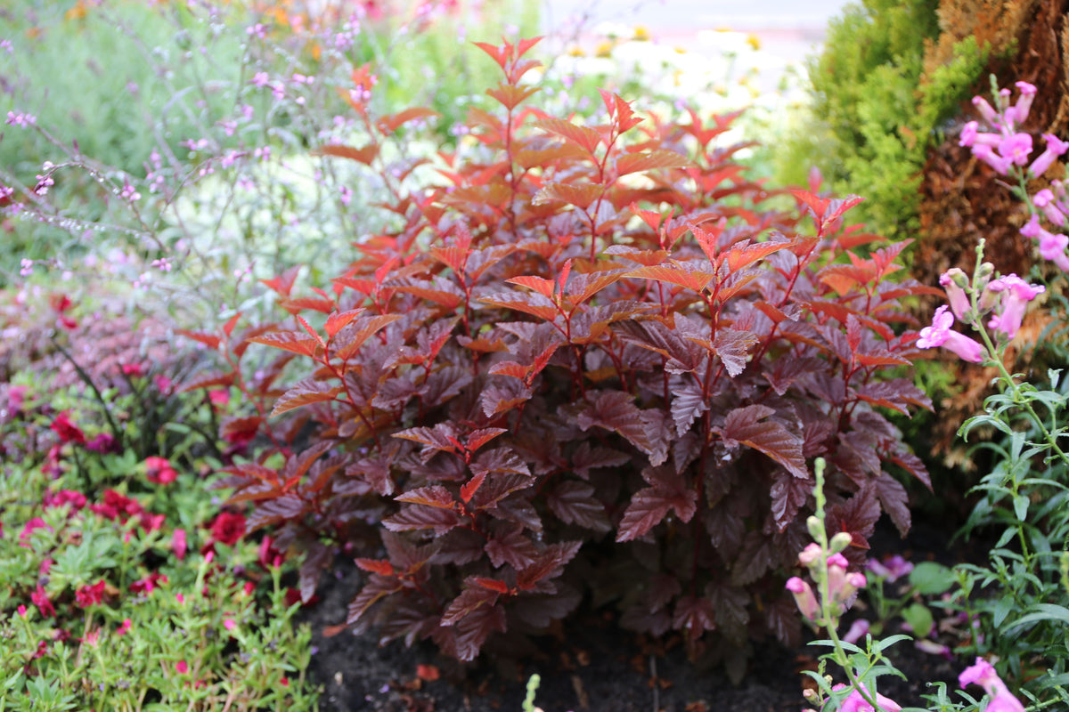 Physocarpus opulifolius 'Angel™'