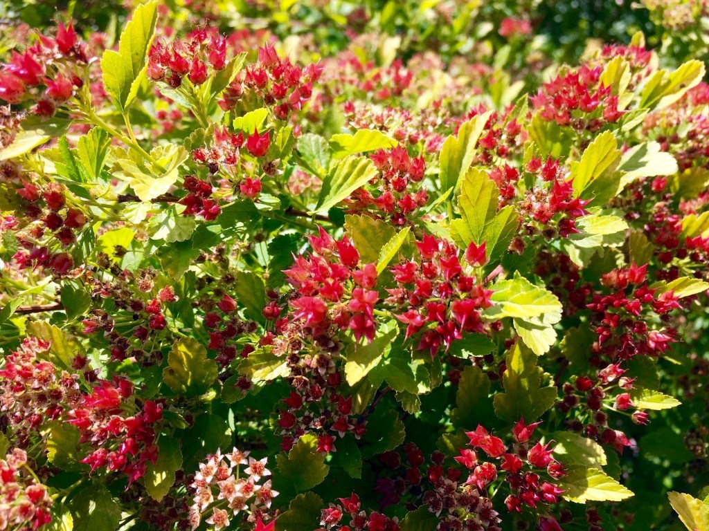 Physocarpus opulifolius 'Raspberry Lemonade™'
