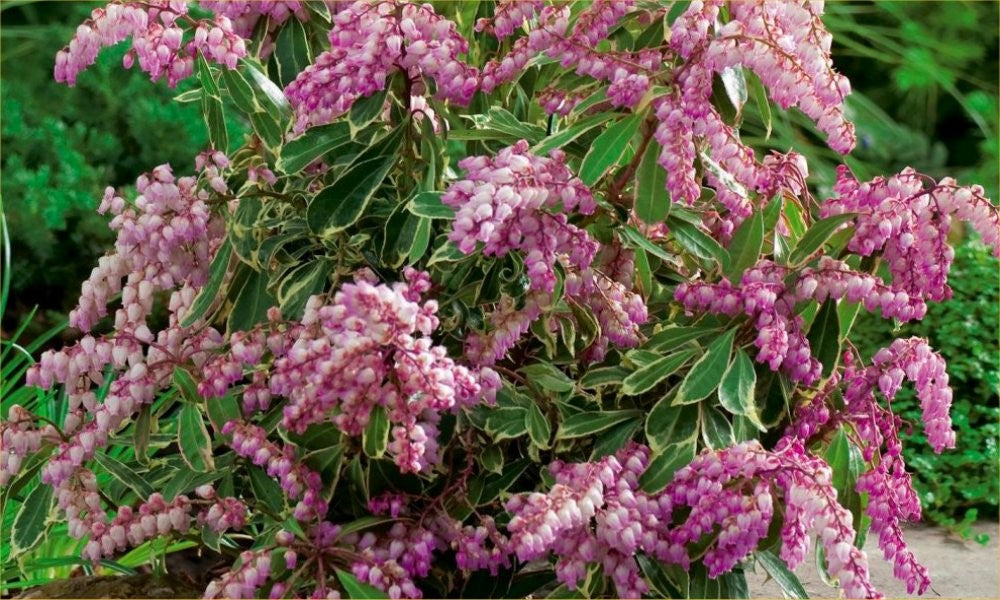 Pieris japonica 'Passion Party™ Pink Frost'