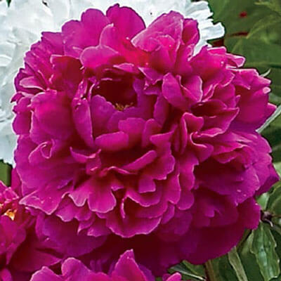 Peony - Pink Pompadour - 1 Bare Root