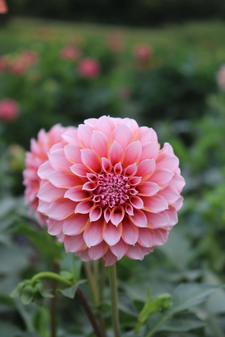 RC- Dahlia 'Peaches N Cream'  (4 pack)