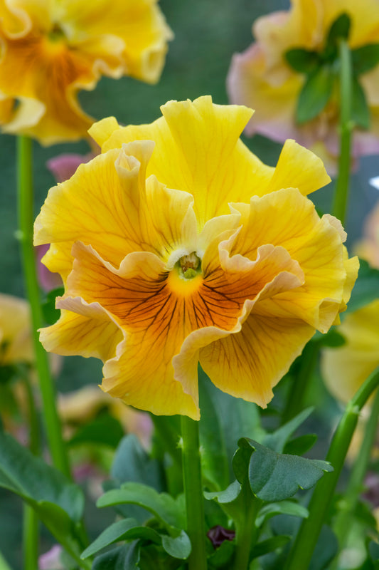 Viola 'Ruffles Amber Glow'