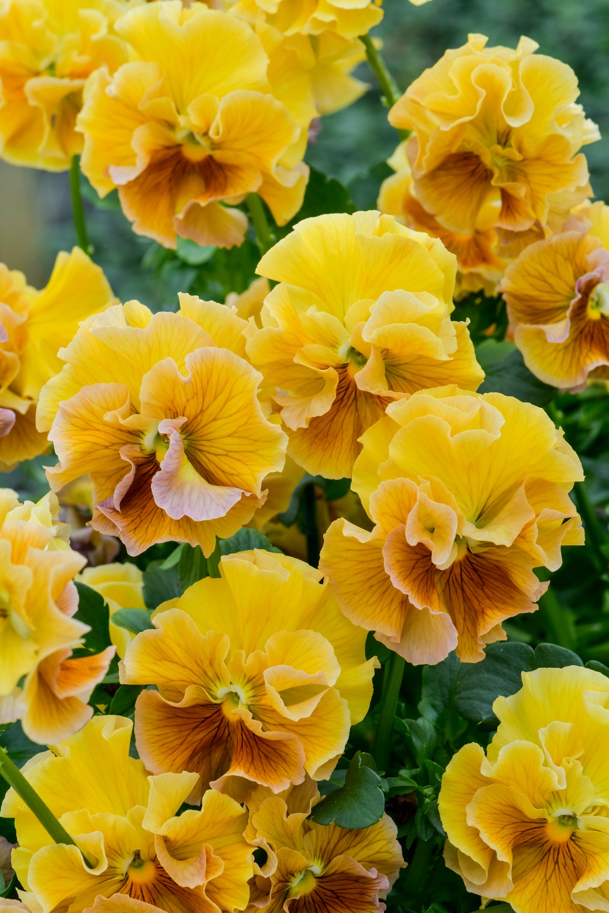 Viola 'Ruffles Amber Glow'