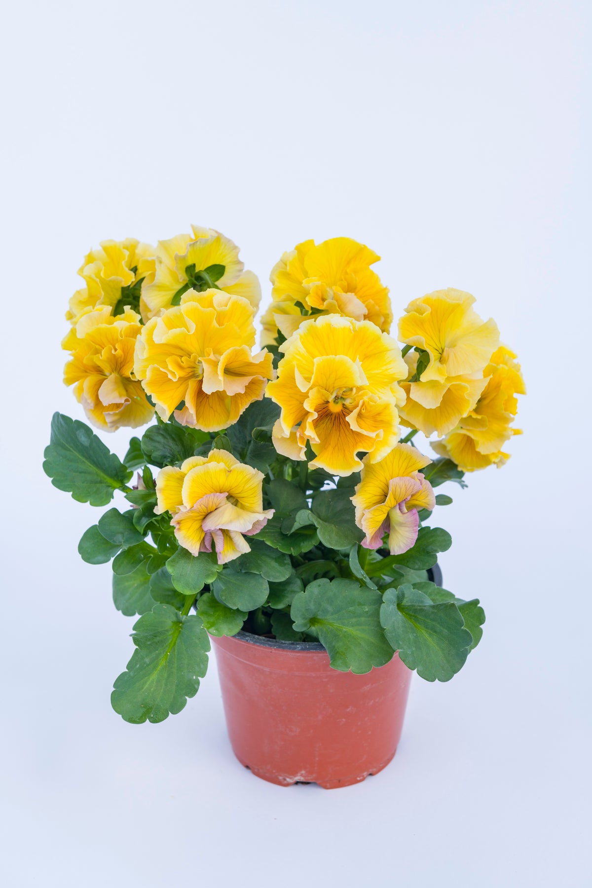Viola 'Ruffles Amber Glow'