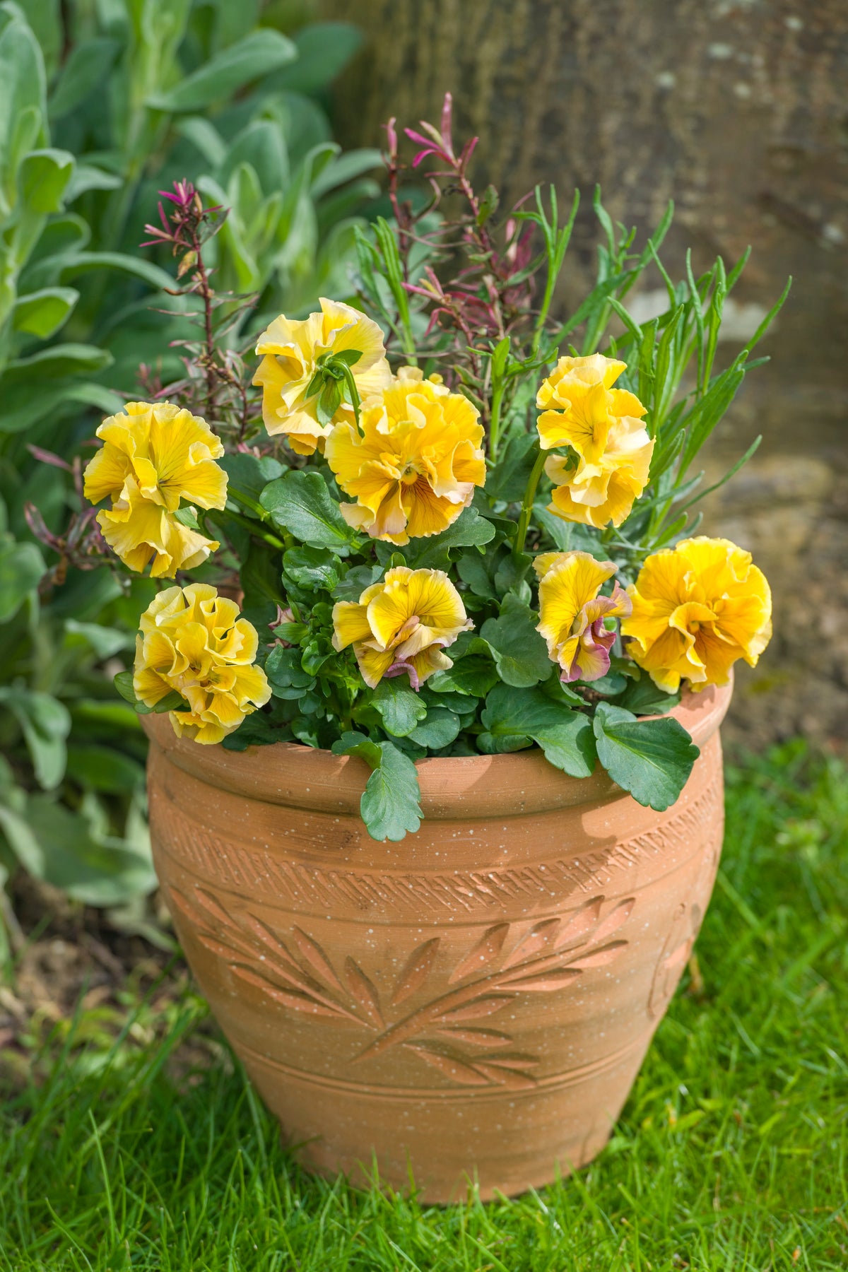Viola 'Ruffles Amber Glow'