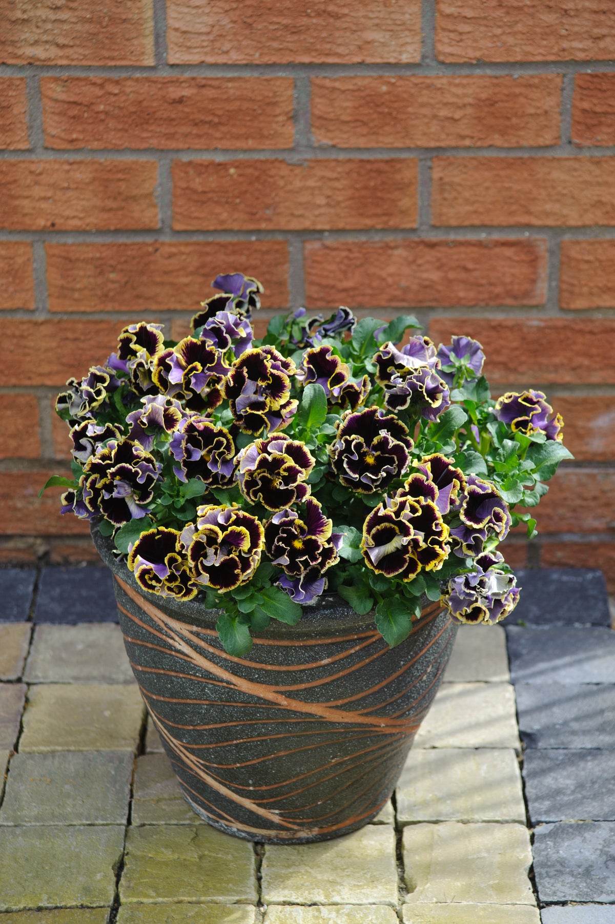 Viola 'Ruffles Dark Heart'