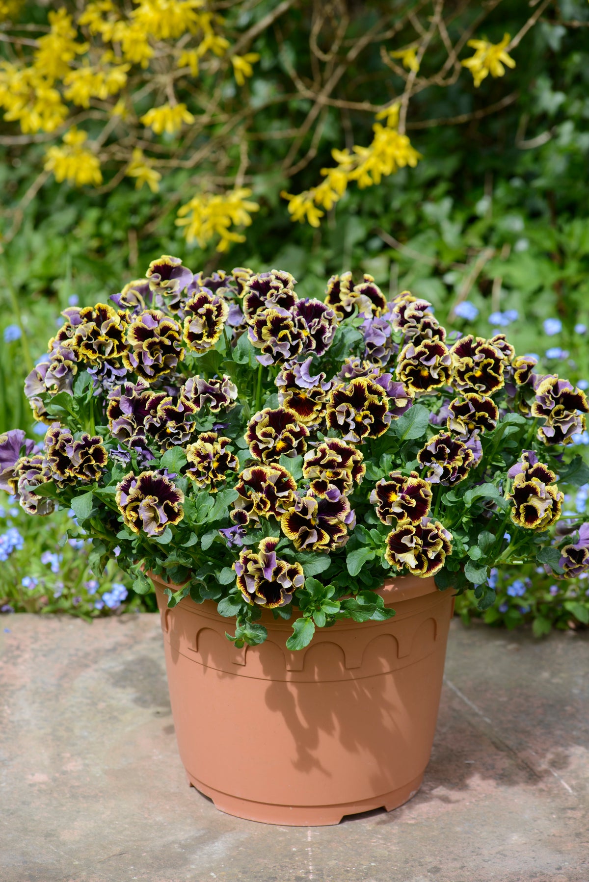 Viola 'Ruffles Dark Heart'