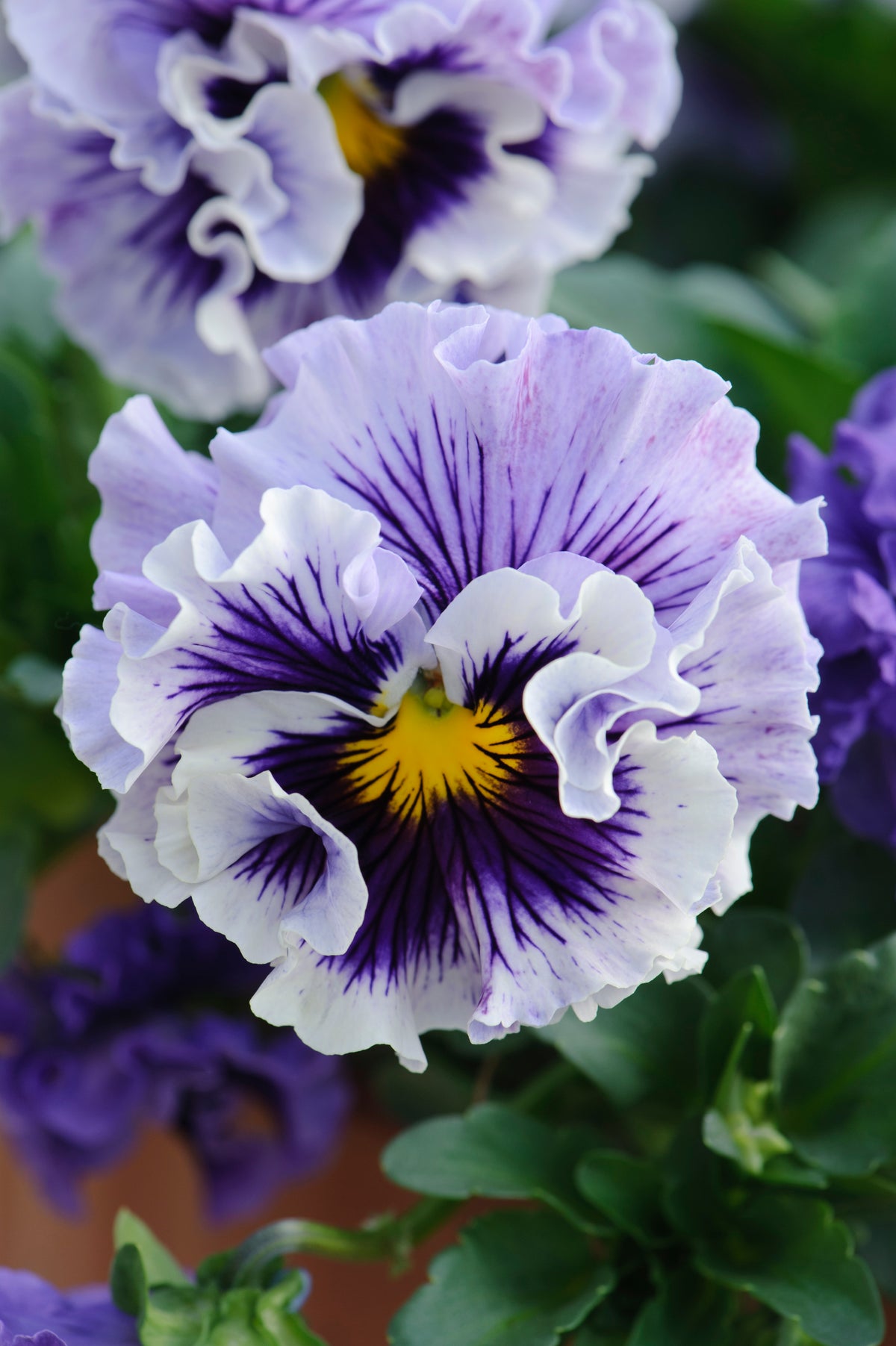 Viola 'Ruffles Soft Lavender'
