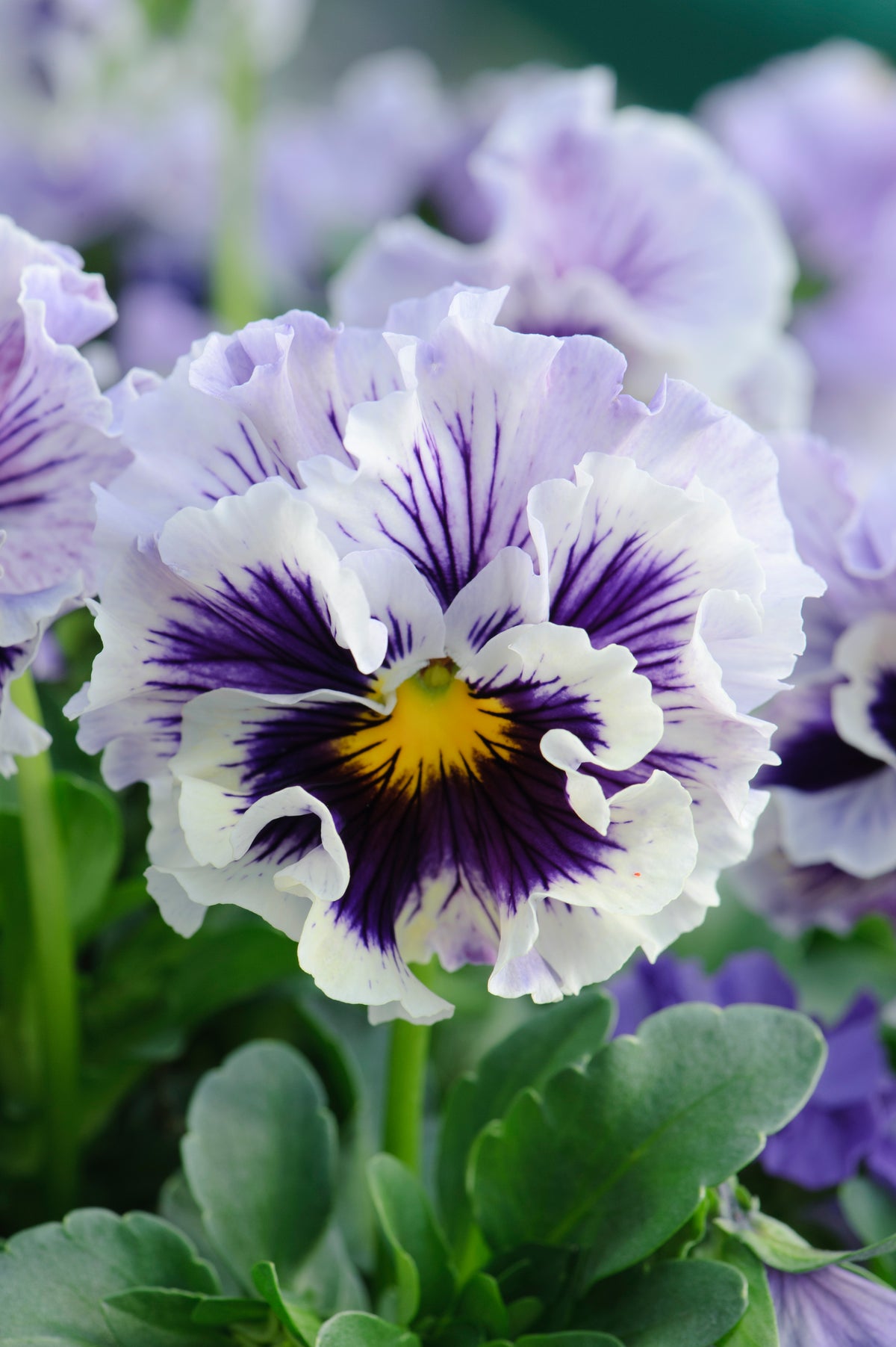 Viola 'Ruffles Soft Lavender'