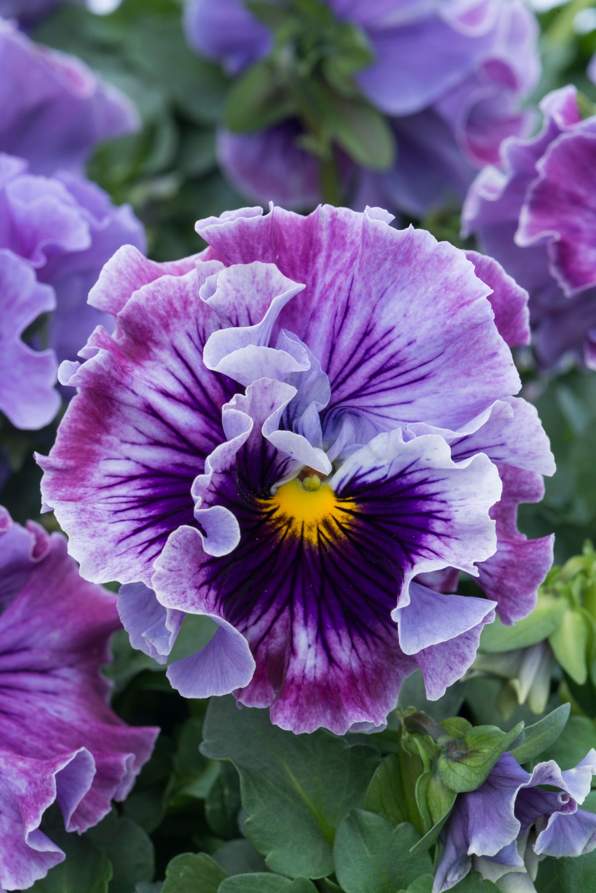 Viola 'Ruffles Soft Lavender'