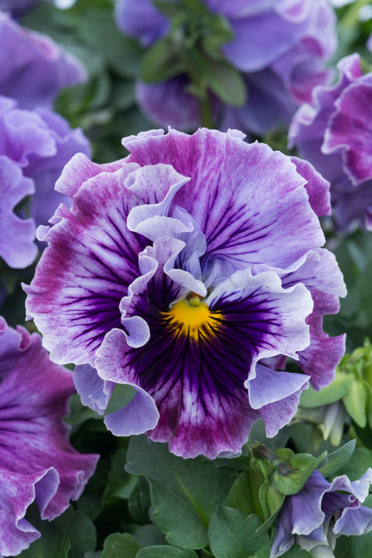 Viola 'Ruffles Soft Lavender'