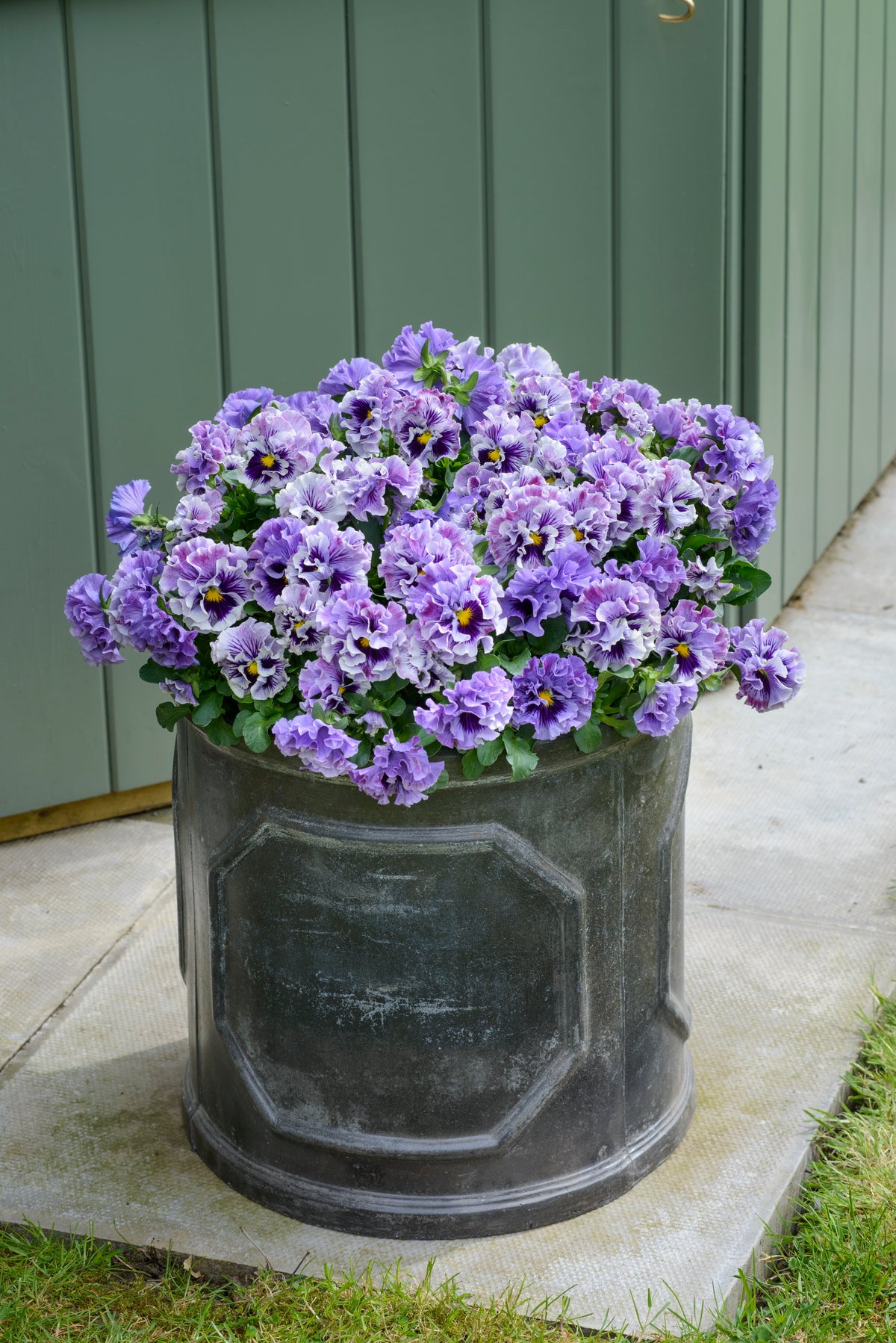 Viola 'Ruffles Soft Lavender'