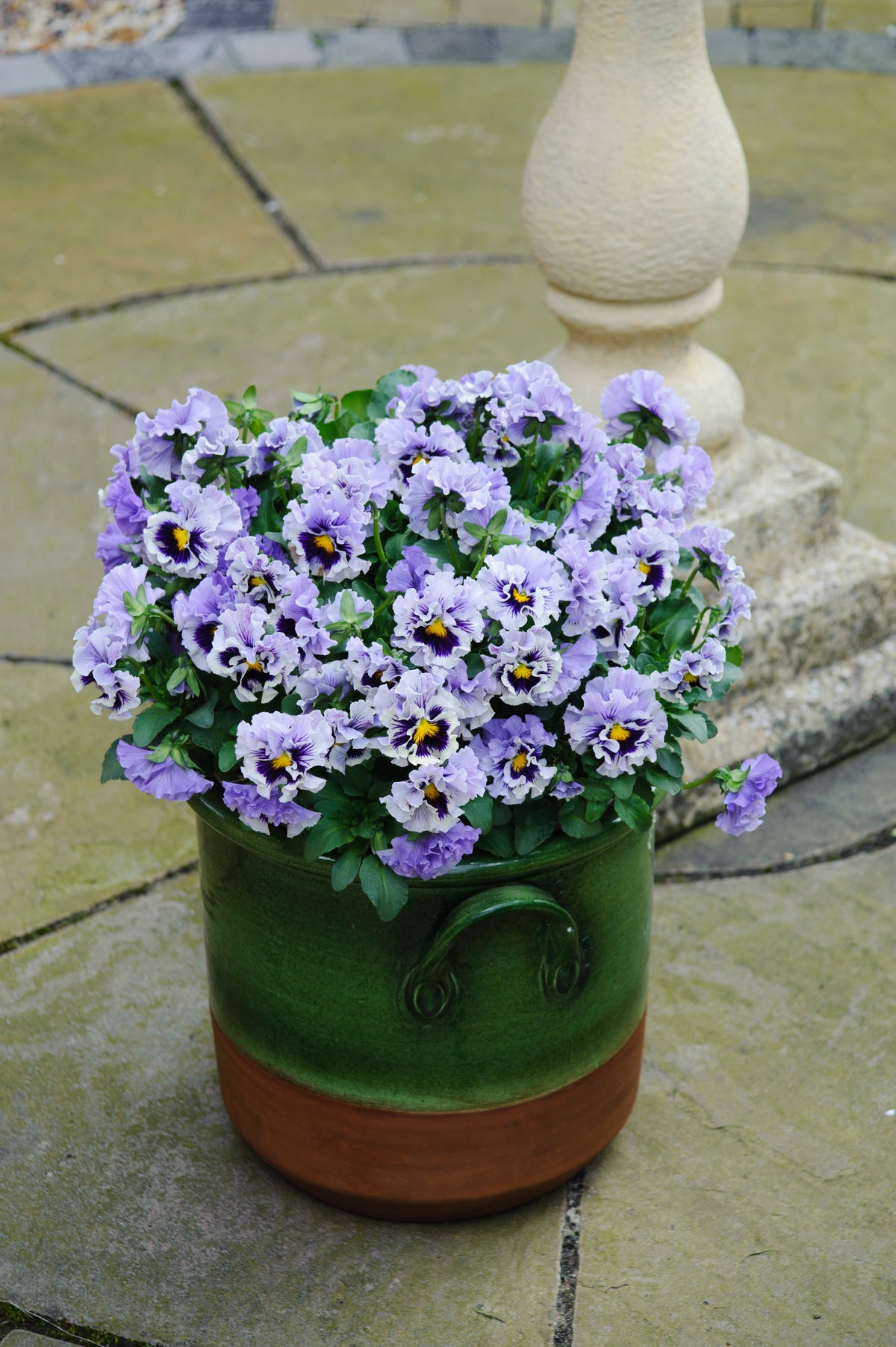 Viola 'Ruffles Soft Lavender'